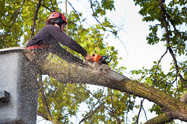 Best Tree Disease Treatment  in Hammond, IN